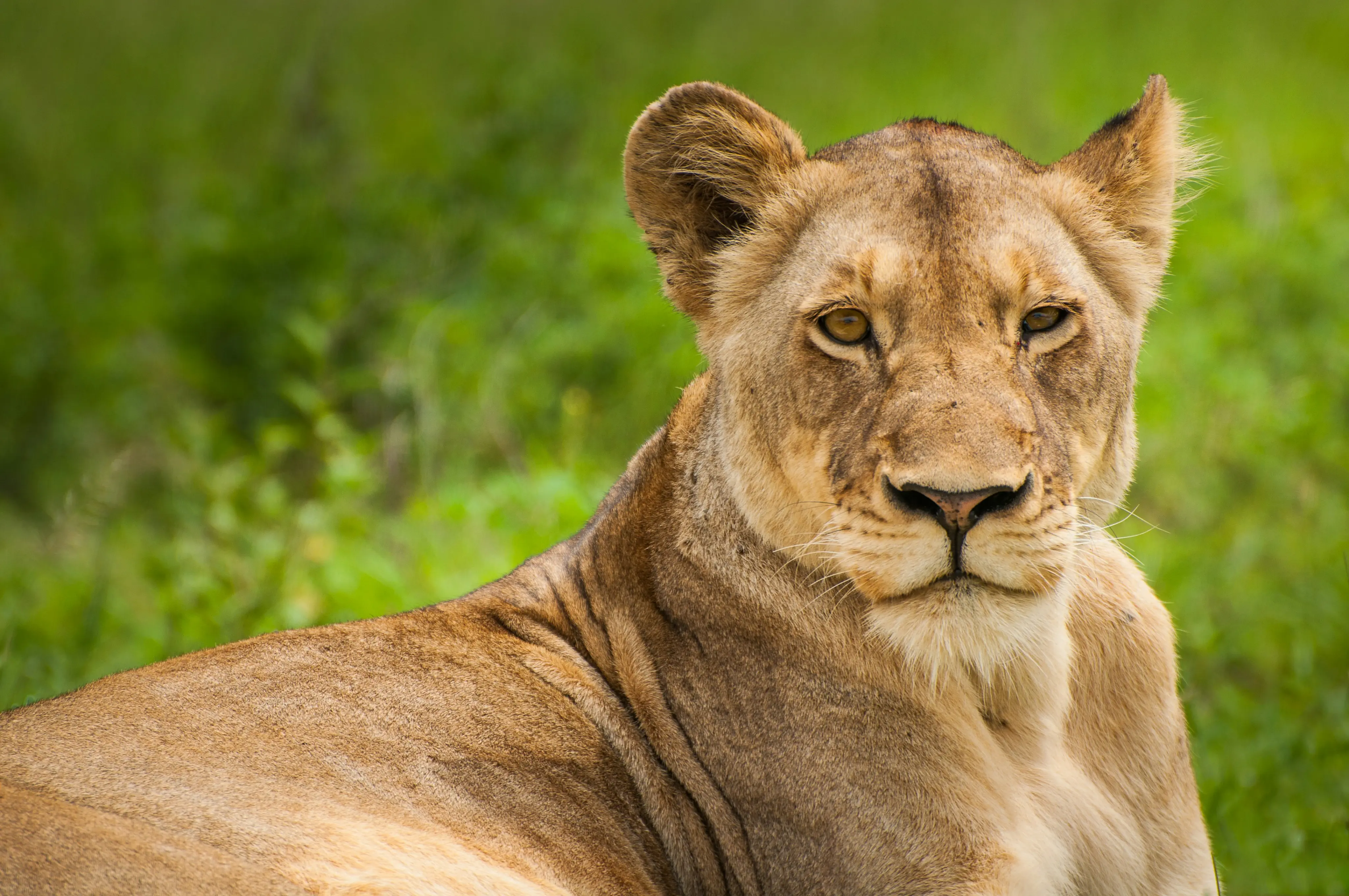 sasan-gir